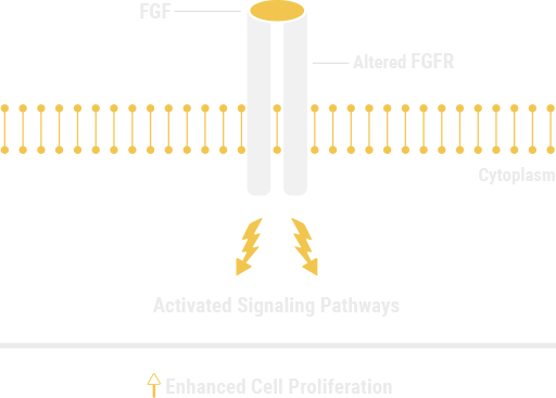 Altered FGFR in cell membrane can activate proliferation signals